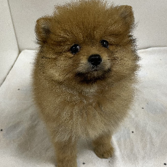 はる、幅広シュシュ(黄色花火)わんちゃん猫ちゃん用 ベビーピンクフラワー、幅広シュシュ、わんちゃん猫ちゃん用
