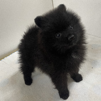 楽天市場】ワンちゃんサークル アルミ 幅120cm 犬用 業務用 店舗