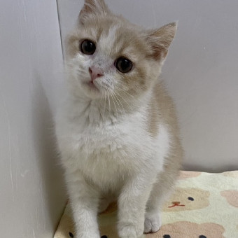 チワワ | ペットショップ マルワン 小さめ子犬 美形な子猫