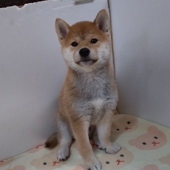 短毛(フラワー)ジューンブライドシュシュ、わんちゃん猫ちゃん用 pet-para_43013913