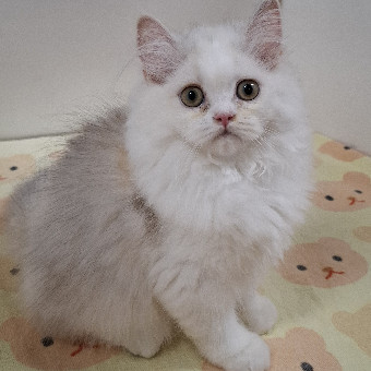milmil、幅広シュシュ(水色①)わんちゃん猫ちゃん用 幅広シュシュ、(ブルー)わんちゃん猫ちゃん用 （幅広シュシュ